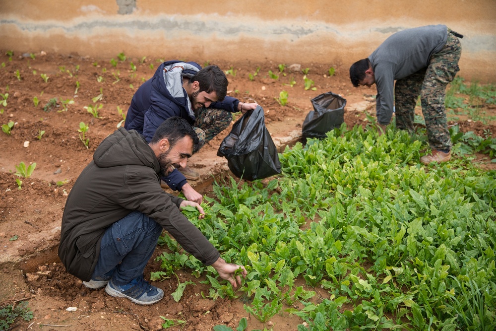 Syrian Democratic Forces Share Harvest With Coalition Forces
