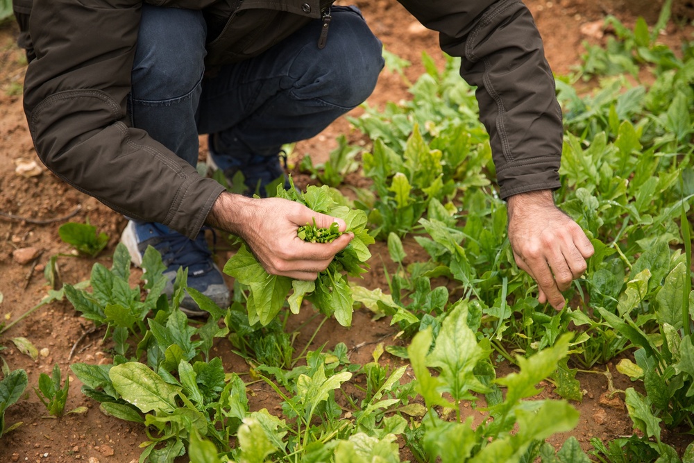 Syrian Democratic Forces Share Harvest With Coalition Forces