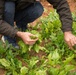 Syrian Democratic Forces Share Harvest With Coalition Forces
