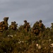 Combined Arms Live-fire Training Exercise (CALFEX) at ATG 2019