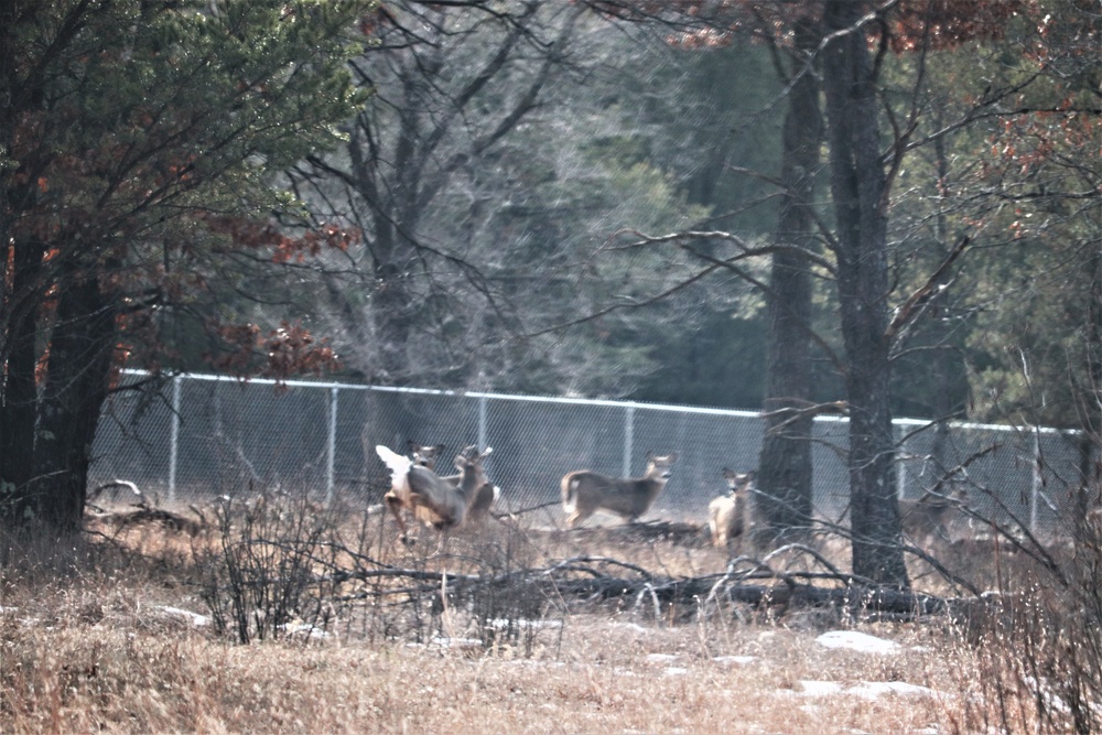 Fort McCoy Wildlife