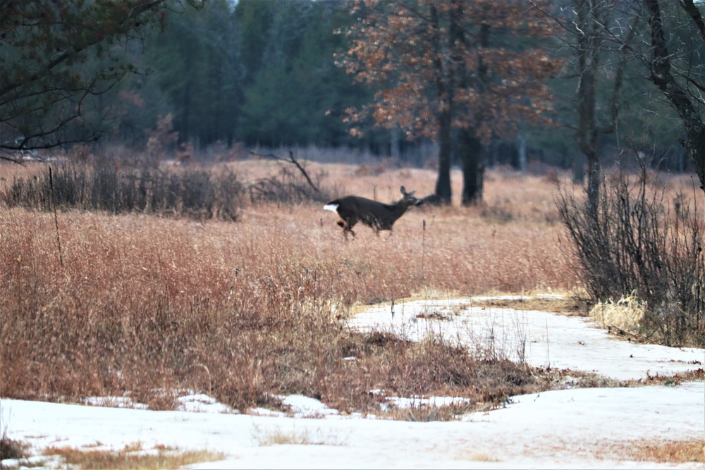 Fort McCoy Wildlife