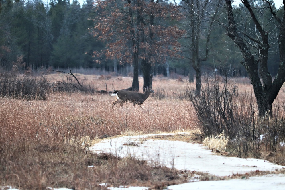 Fort McCoy Wildlife