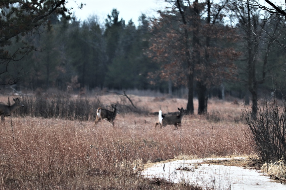 Fort McCoy Wildlife