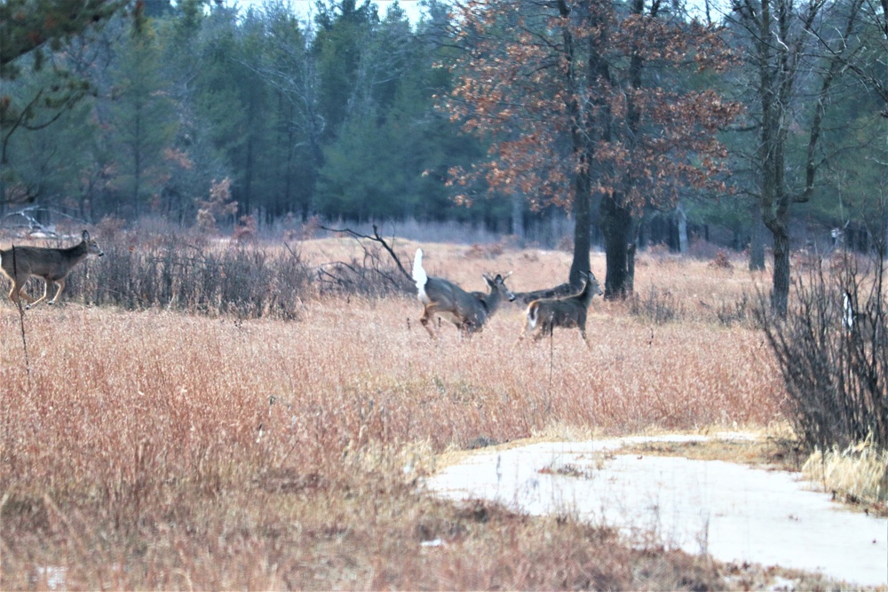 Fort McCoy Wildlife