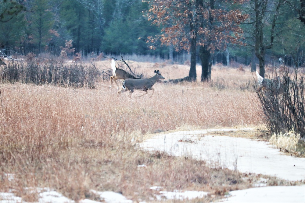 Fort McCoy Wildlife