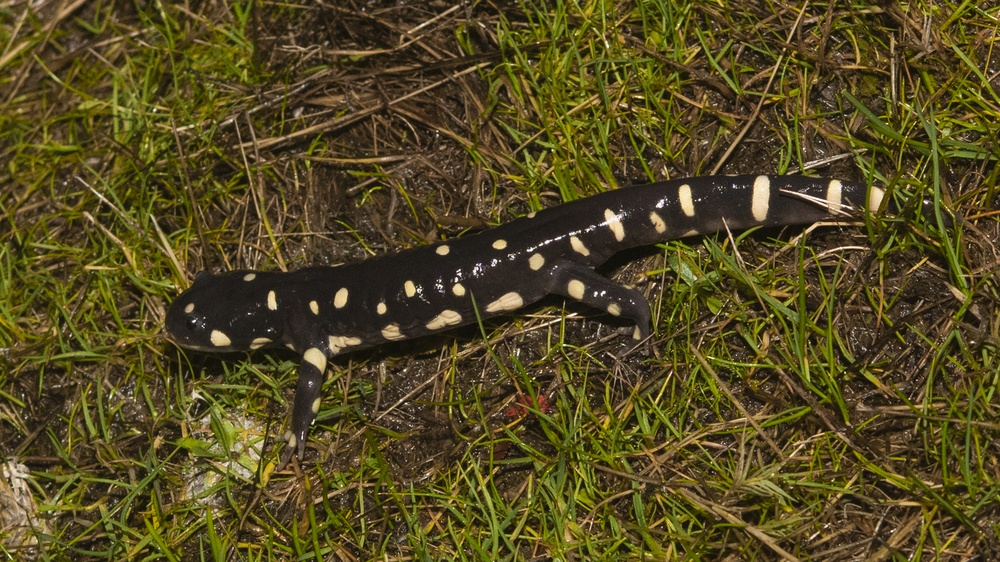 DVIDS - Images - California Tiger Salamander, Travis AFB [Image 8 of 11]