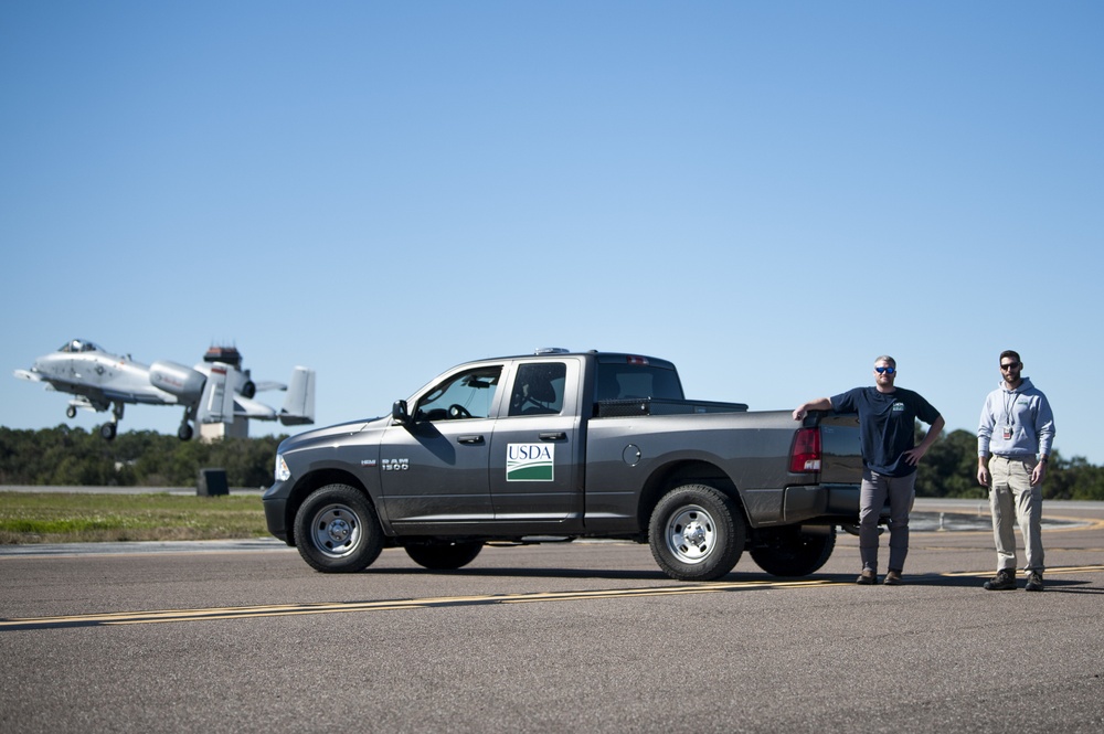 Studying vultures to keep MacDill, aircraft safe