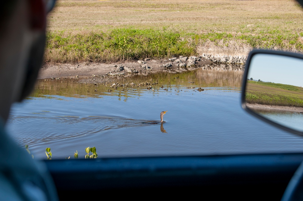 Studying vultures to keep MacDill, aircraft safe