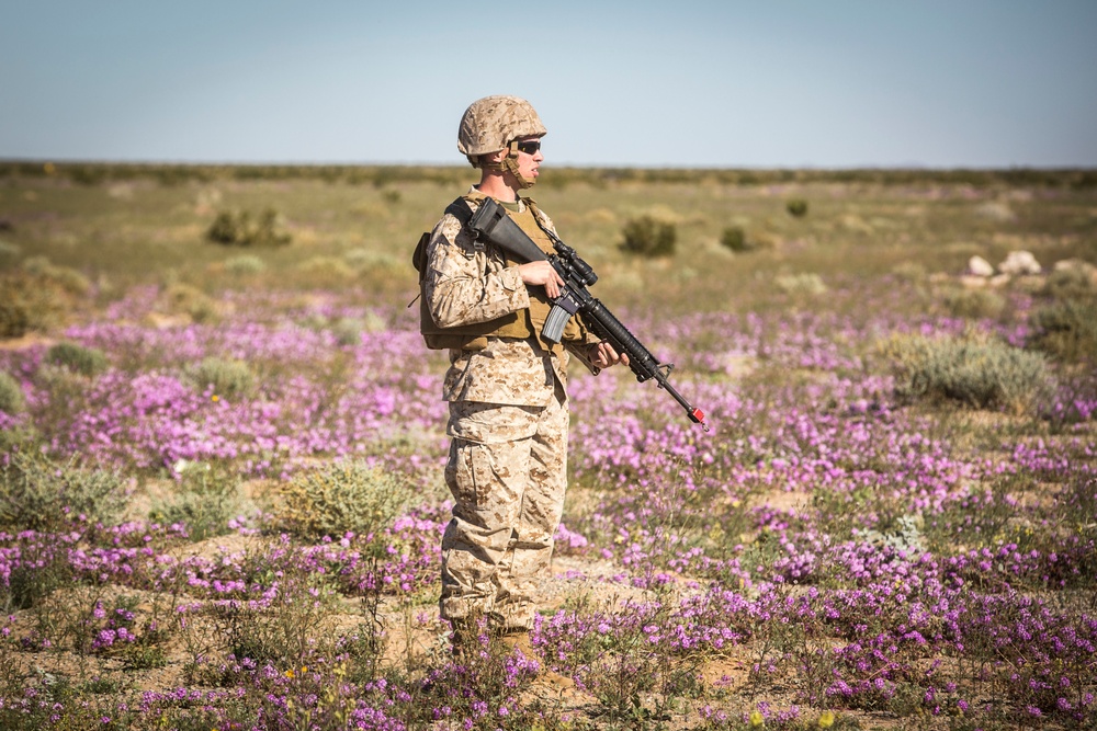 Tactical Warriors of MWSS-371