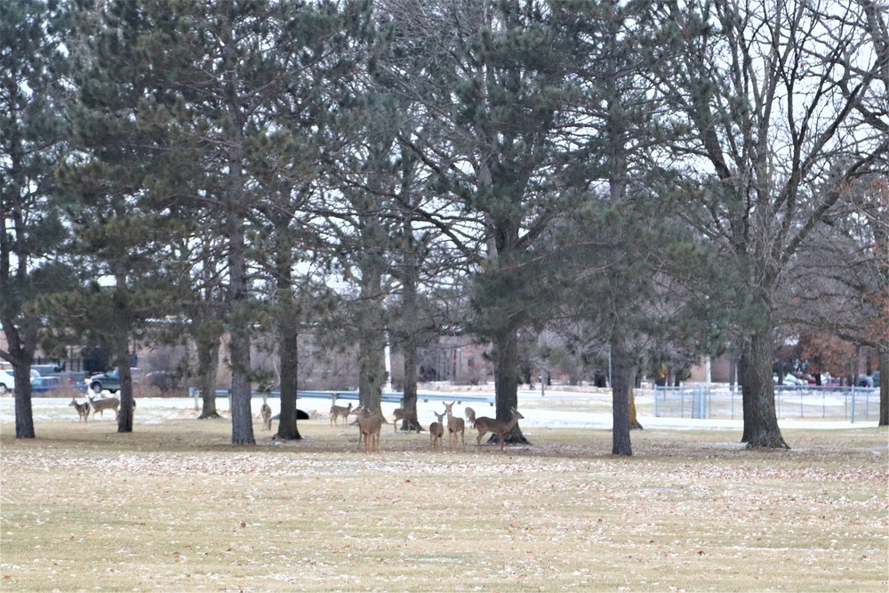 Fort McCoy Wildlife