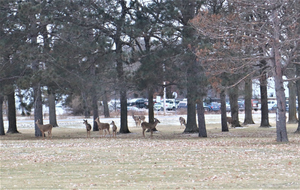 Fort McCoy Wildlife