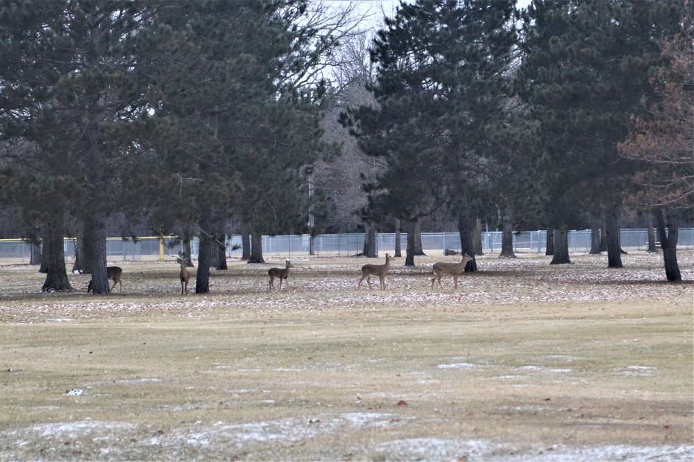 Fort McCoy Wildlife