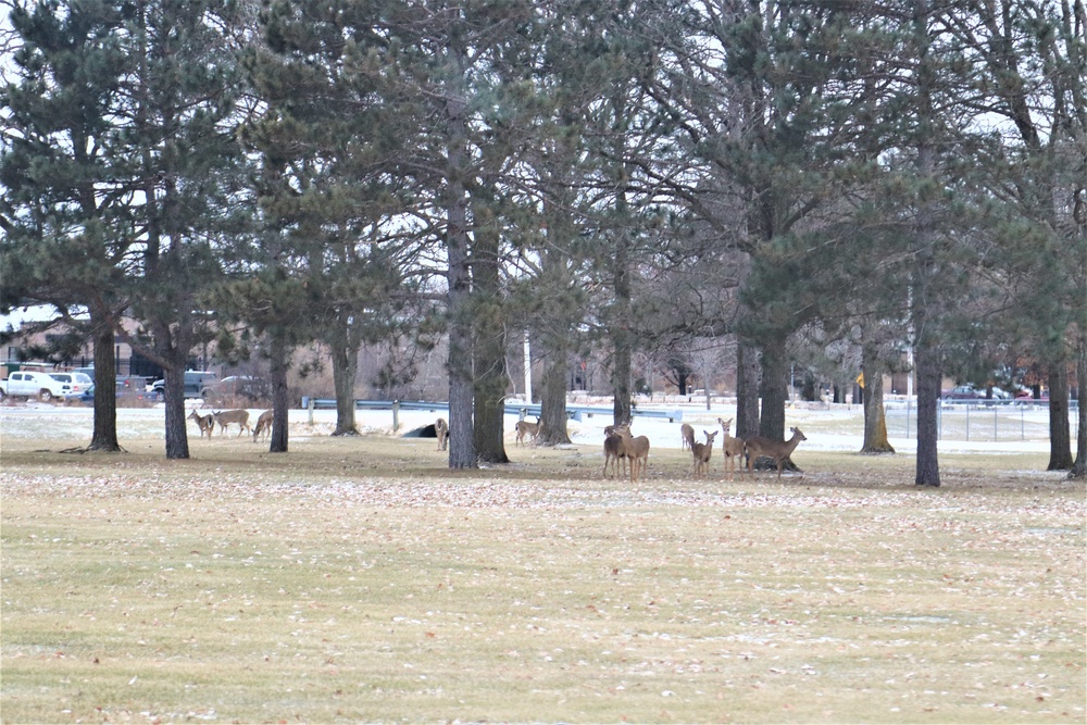 Fort McCoy Wildlife