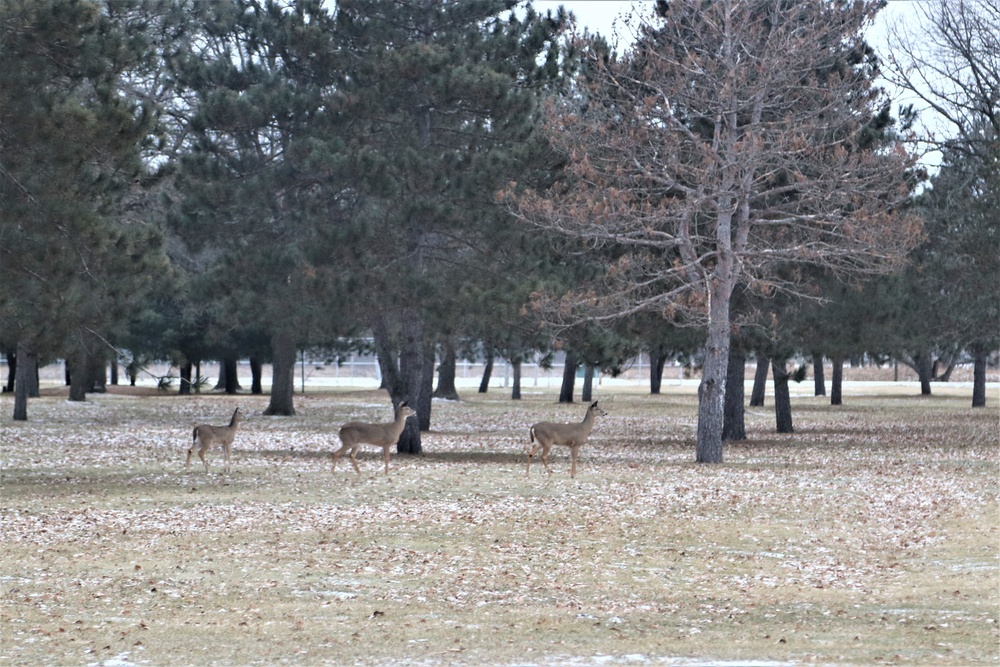 Fort McCoy Wildlife