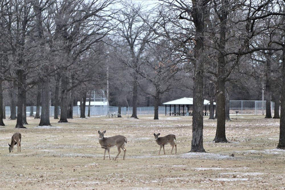 Fort McCoy Wildlife