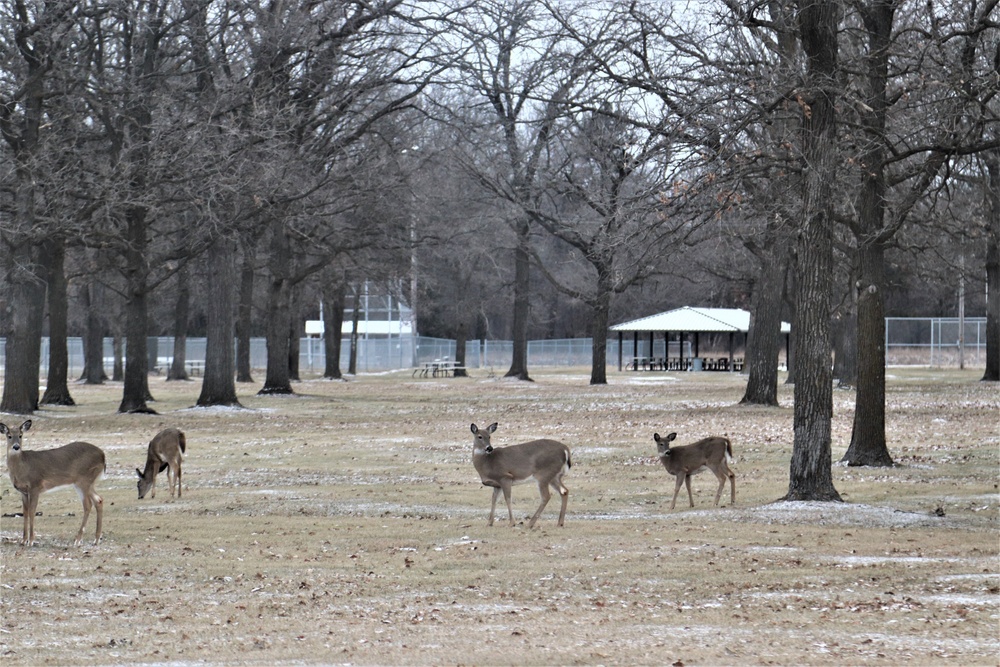 Fort McCoy Wildlife