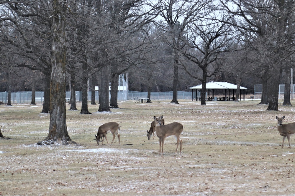 Fort McCoy Wildlife