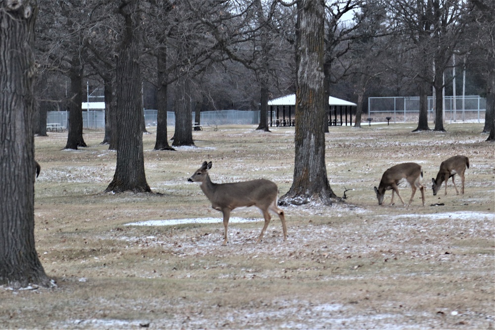 Fort McCoy Wildlife