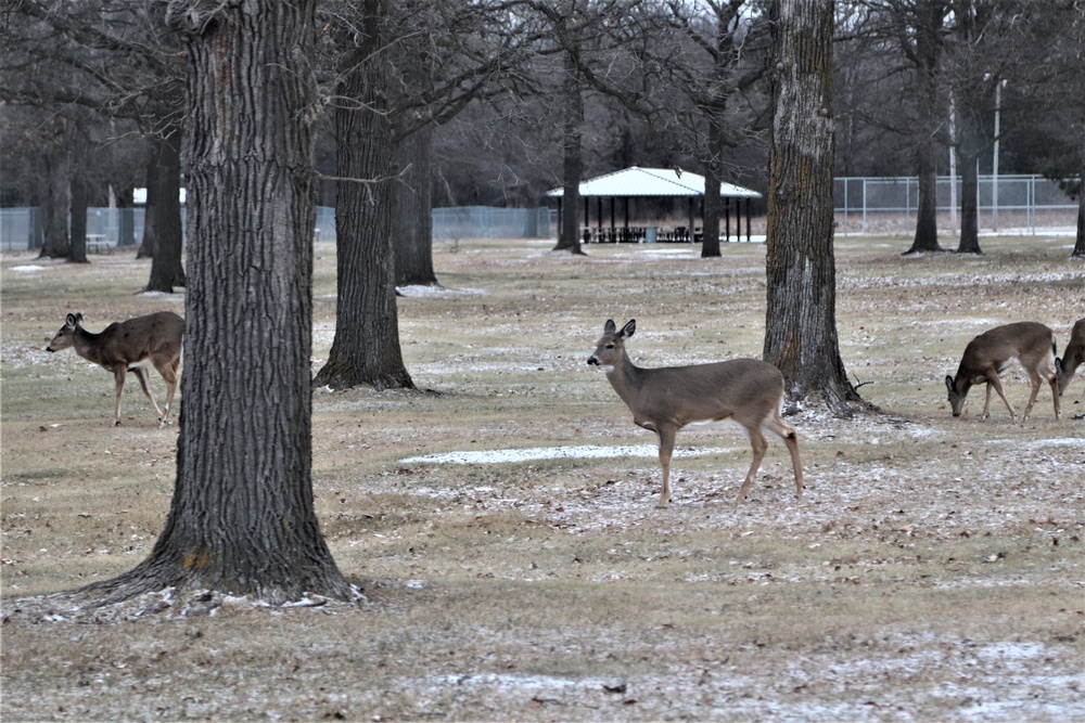 Fort McCoy Wildlife