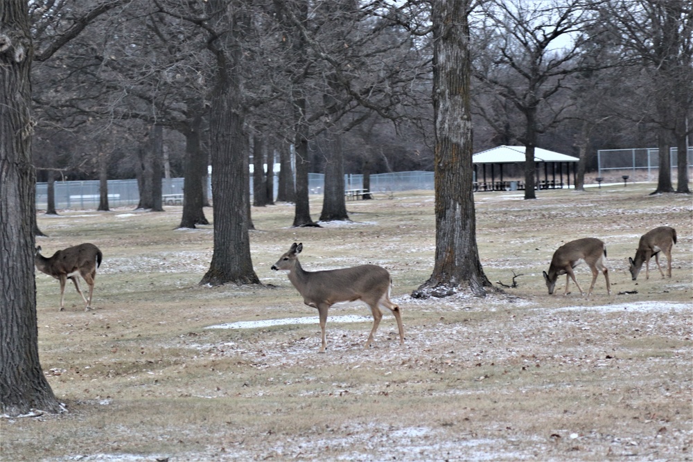 Fort McCoy Wildlife