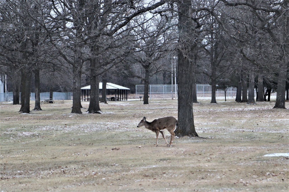 Fort McCoy Wildlife