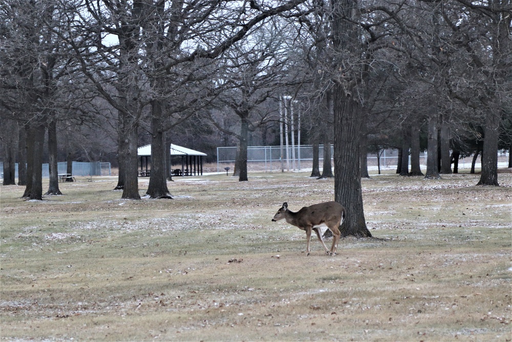 Fort McCoy Wildlife