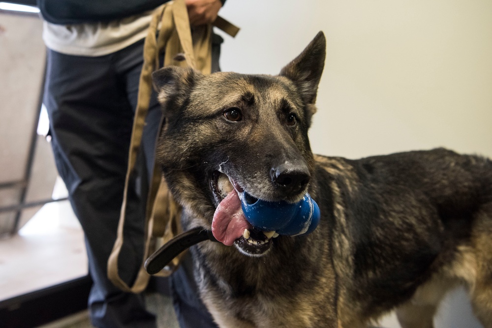 Military Working Dog Training