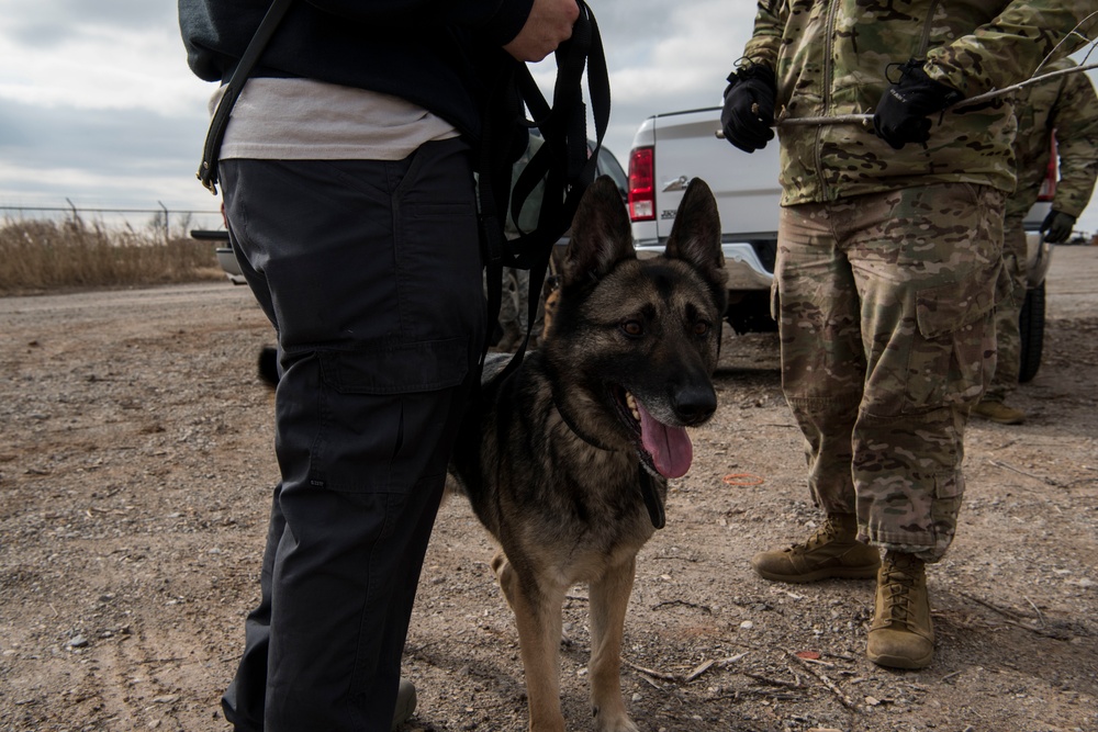 Military Working Dog Training