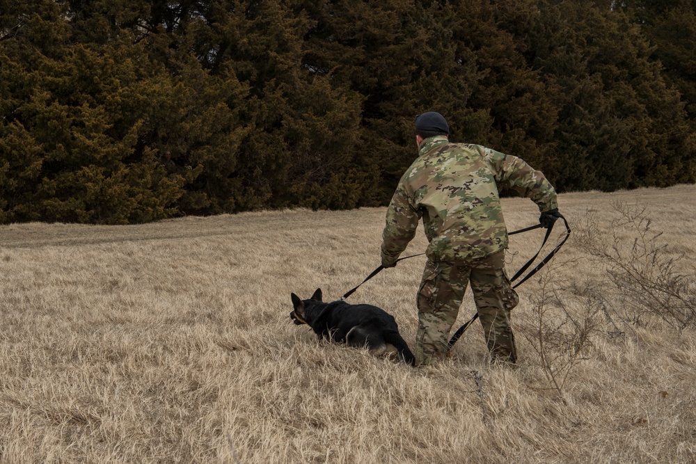 Military Working Dog Training