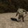 Military Working Dog Training Military Working Dog Training