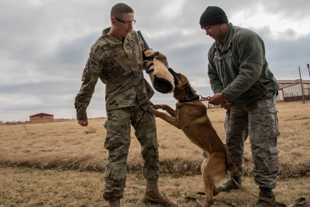 Military Working Dog Training