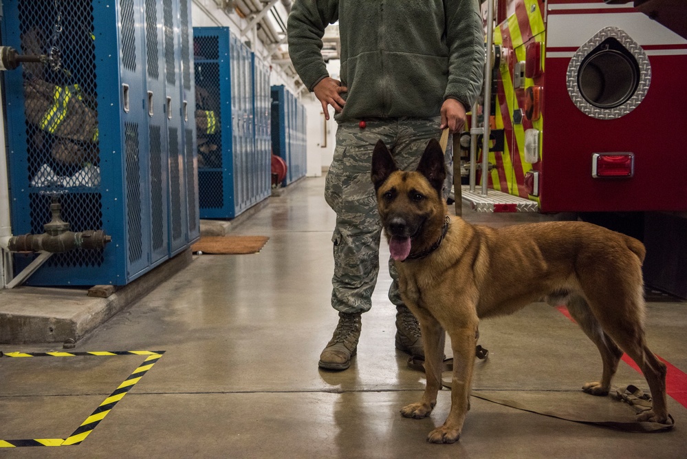 Military Working Dog Training