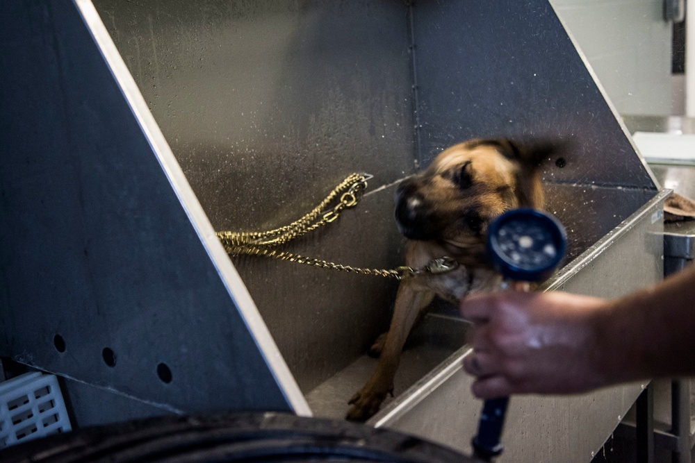 Military Working Dog Training