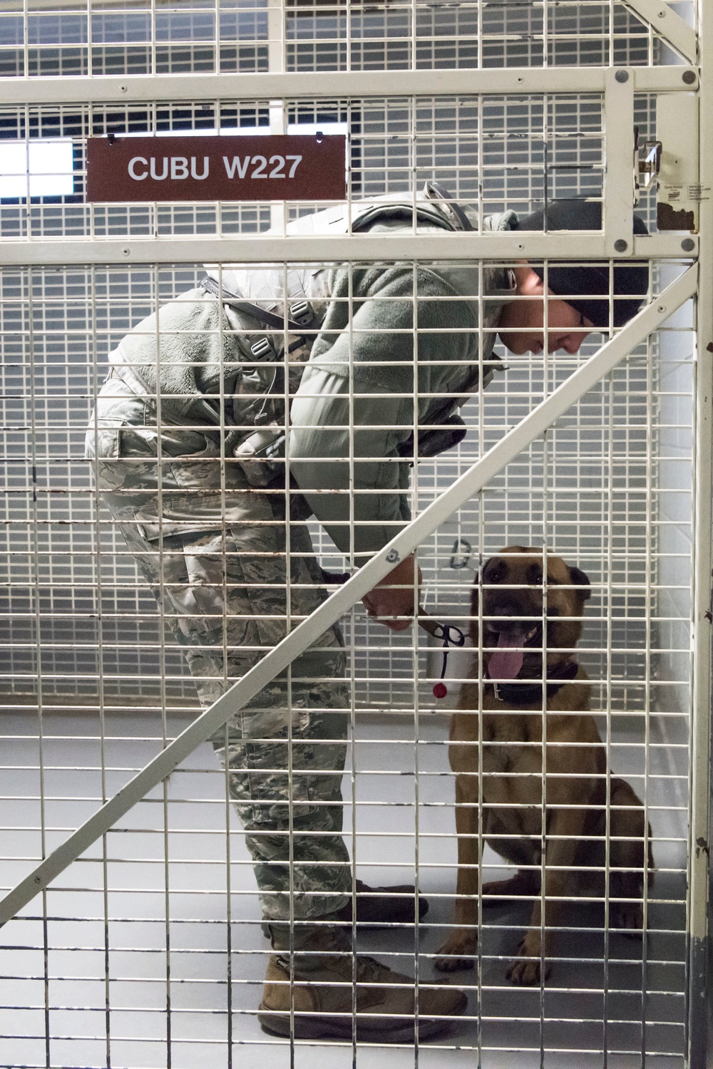 Military Working Dog Training