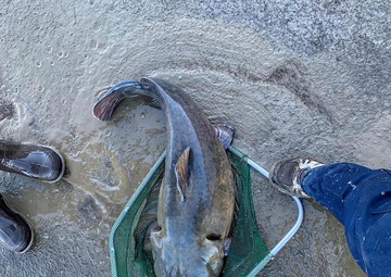 Potential record-sized fish transferred as John Martin stilling basin is cleaned out for first time in 70 years