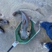 Potential record-sized fish transferred as John Martin stilling basin is cleaned out for first time in 70 years