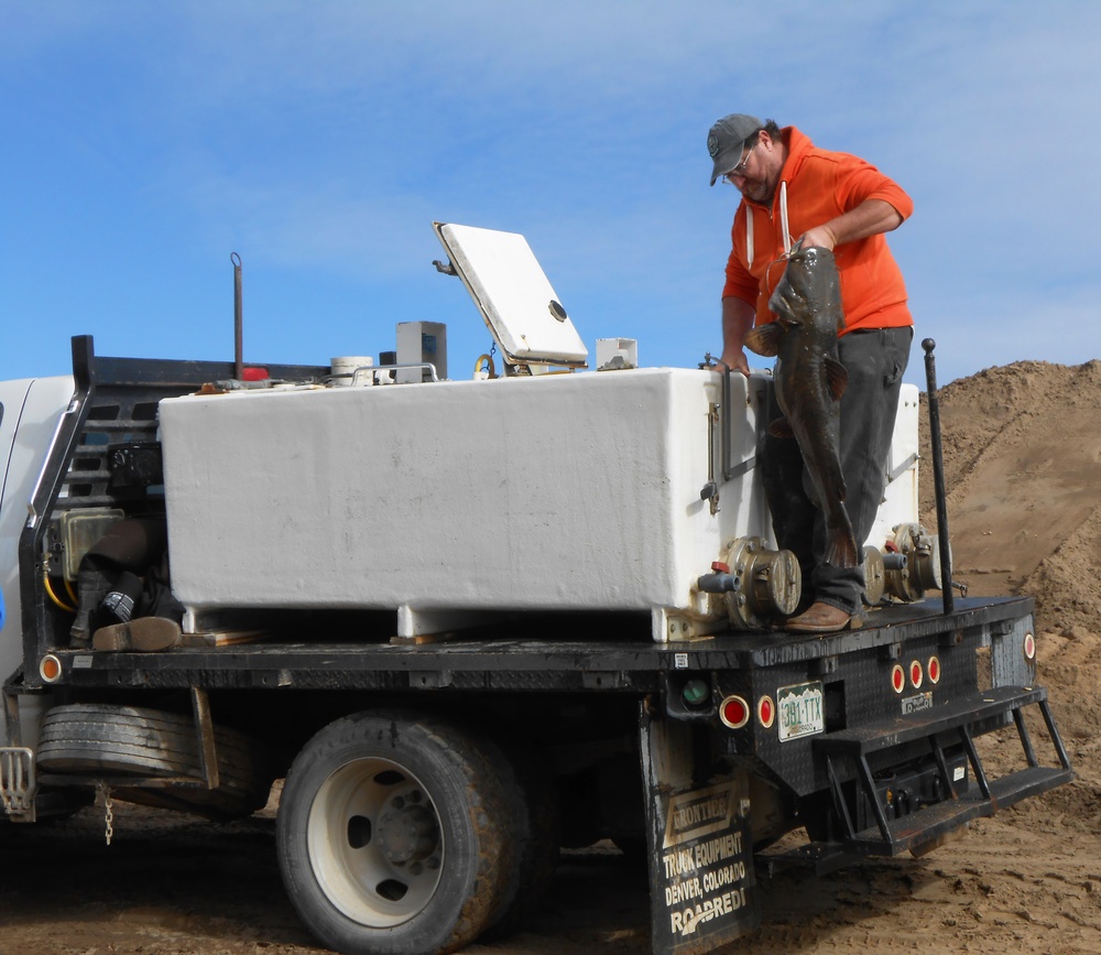 Potential record-size fish transferred as John Martin stilling basin is cleaned out for first time in 70 years