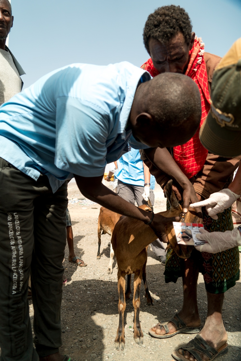 U.S. Army Veterinarians Promote Livestock Health In Rural Djibouti