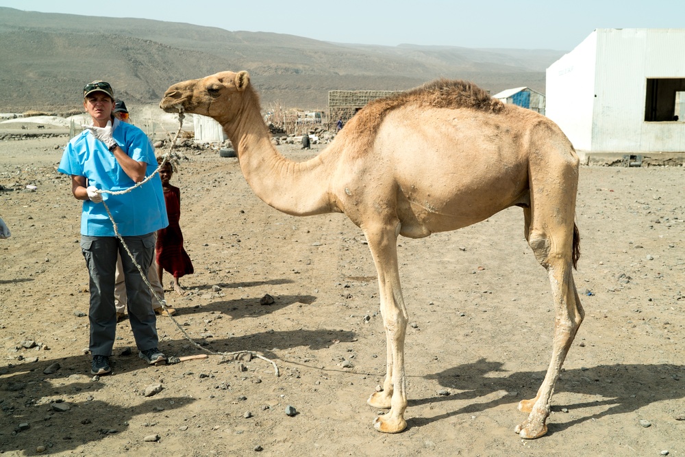 U.S. Army Veterinarians Promote Livestock Health In Rural Djibouti