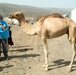 U.S. Army Veterinarians Promote Livestock Health In Rural Djibouti