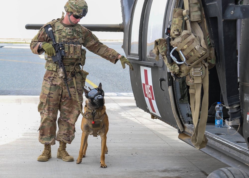 Military working dogs prepare to fly