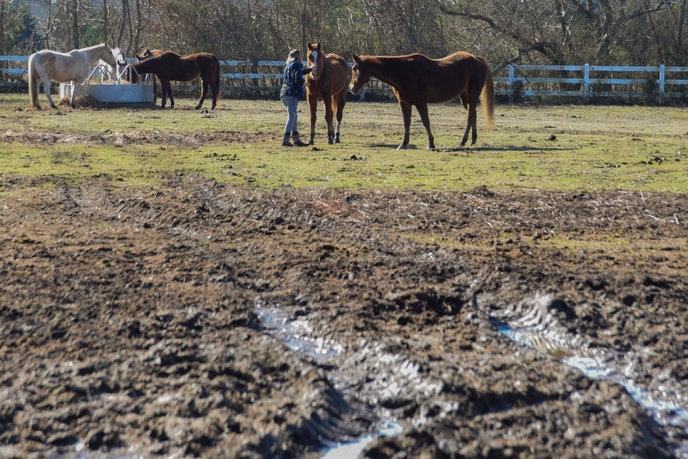Horse Farm