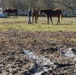 Horse Farm