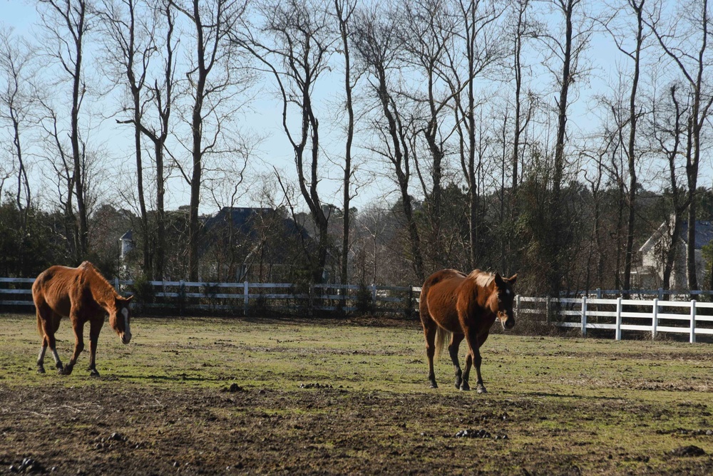Horse Farm