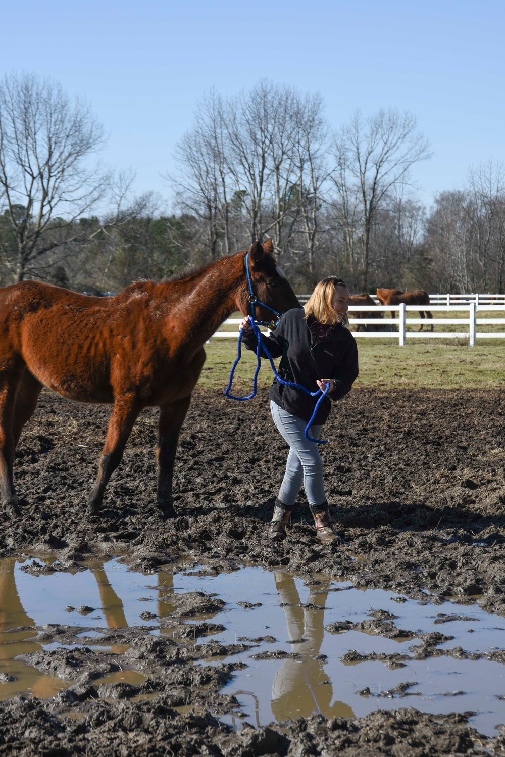 Horse Farm