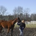 Horse Farm