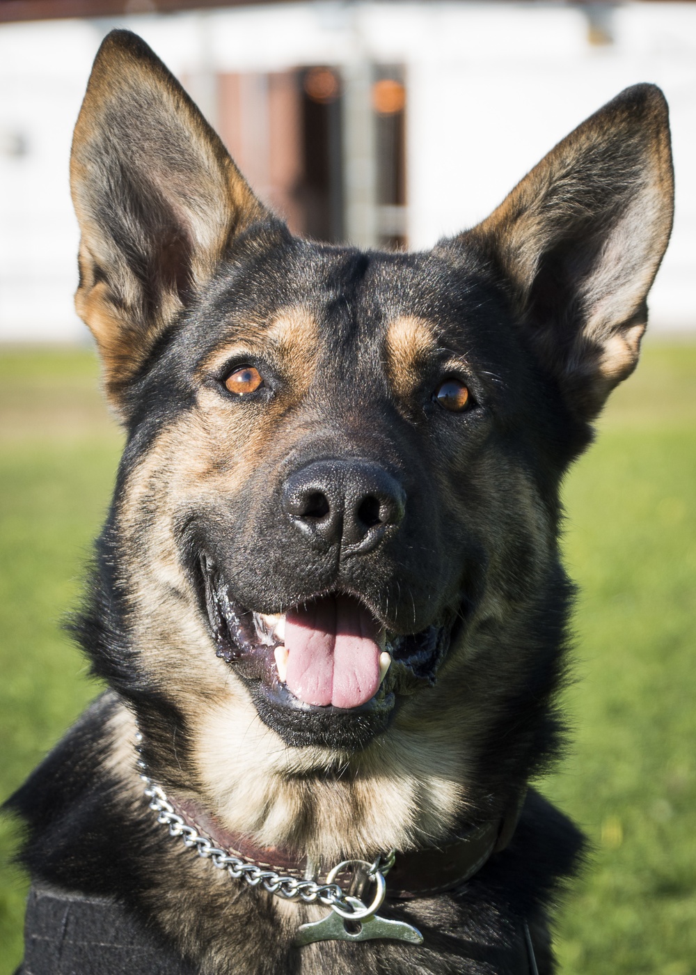 NAVSTA Rota's Military Working Dogs