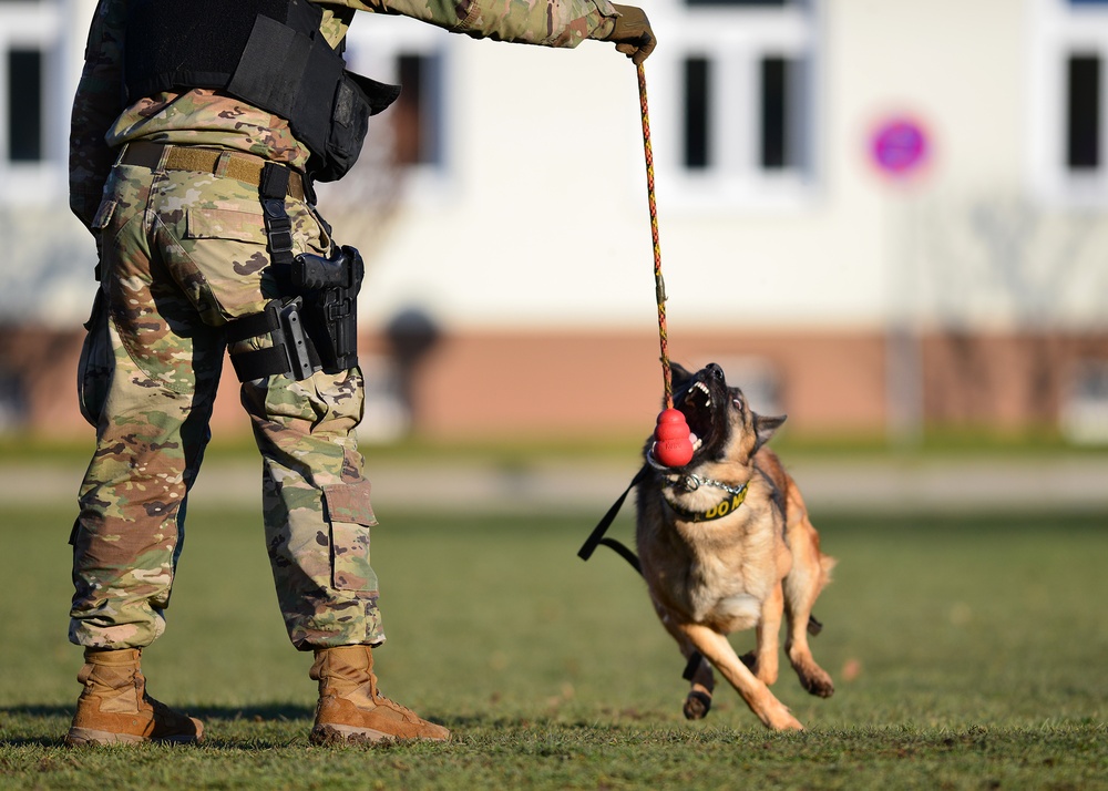 Military Working Dogs Train
