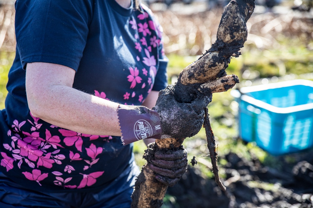 Learning the roots: station residents dig lotus roots